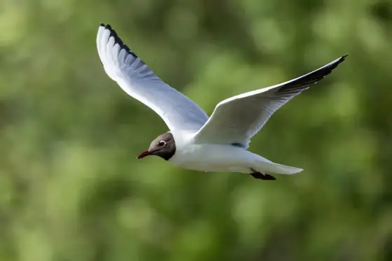 NWPT · Naturfotografie