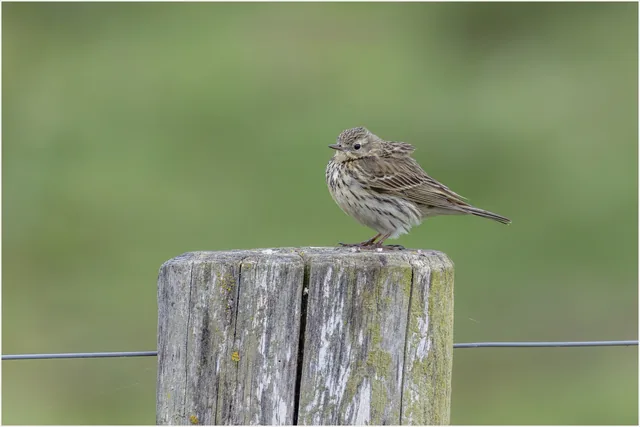 Kleiner Singvogel auf einem verwitterten Holzpfahl vor grünem Hintergrund