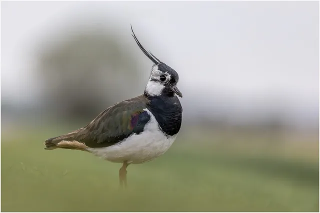 Kiebitz mit aufgerichteter Federhaube auf einer Wiese