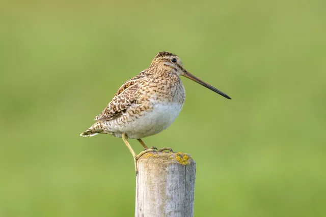 Watvogel mit langem Schnabel auf einem Holzpfahl