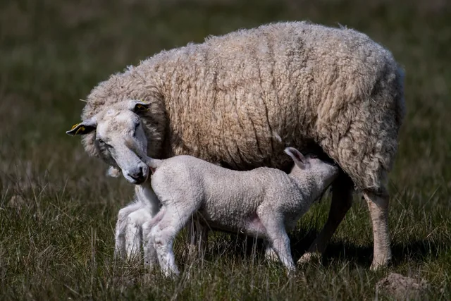 Schaf mit säugendem Lamm auf einer Wiese