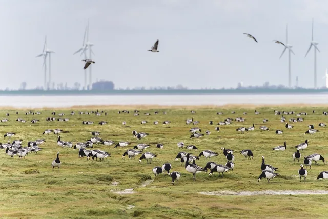 Großer Vogelschwarm auf einer Küstenwiese mit Windrädern am Horizont
